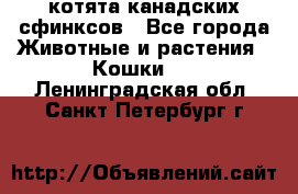 котята канадских сфинксов - Все города Животные и растения » Кошки   . Ленинградская обл.,Санкт-Петербург г.